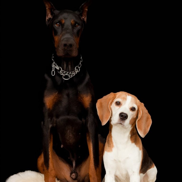 Hunde vor schwarzem Hintegrund Beagle