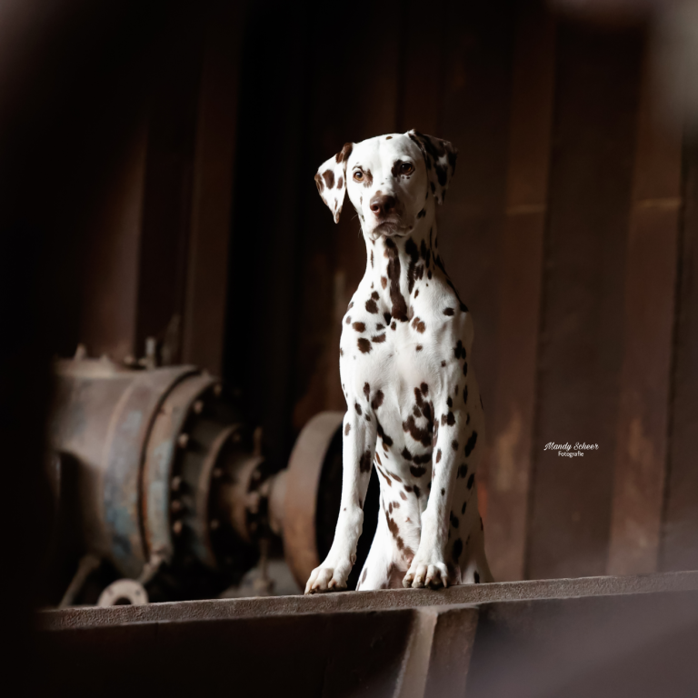 Hund edles Hundefoto